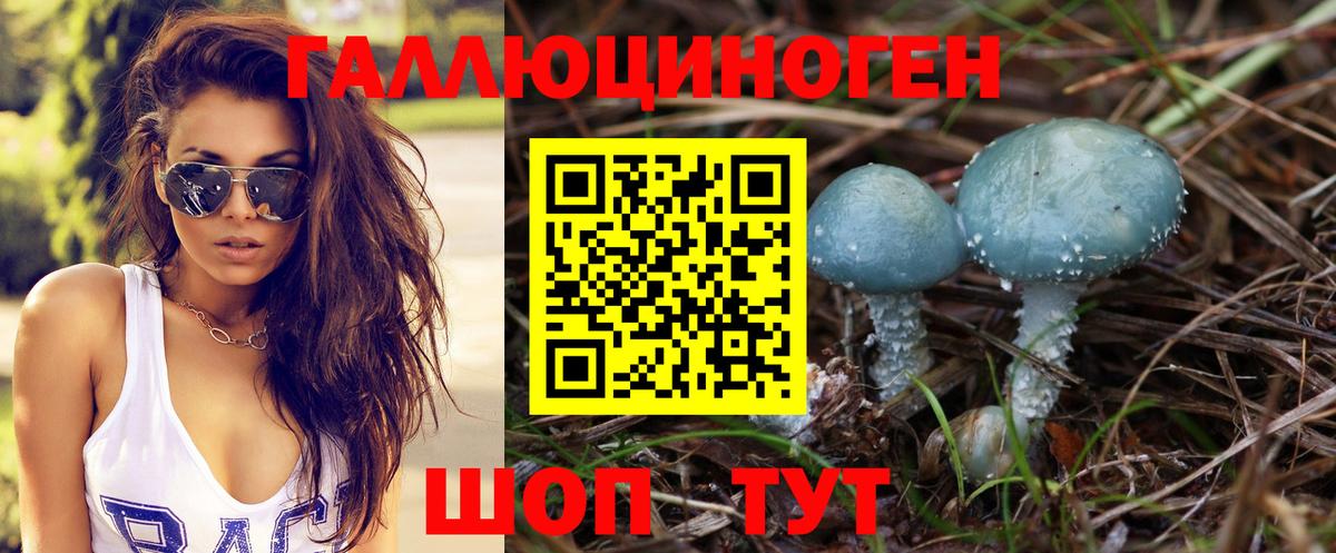 Псилоцибиновые грибы Psilocybine cubensis  Тосно 